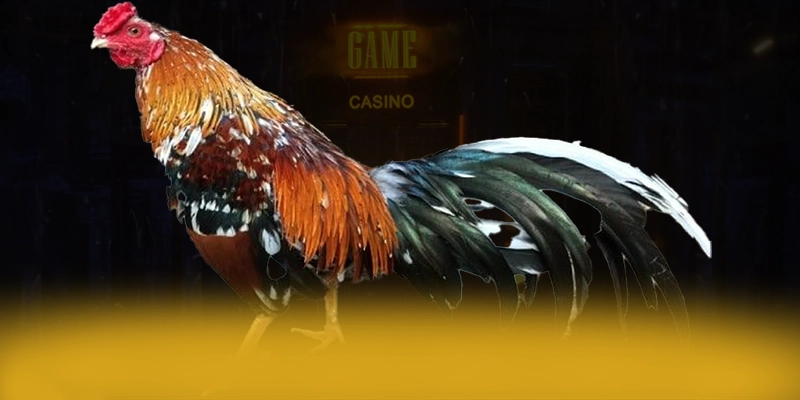 DAGA88 - Cổng giải trí bảo mật cao được yêu thích hàng đầu – Khám phá độ uy tín của DAGA88