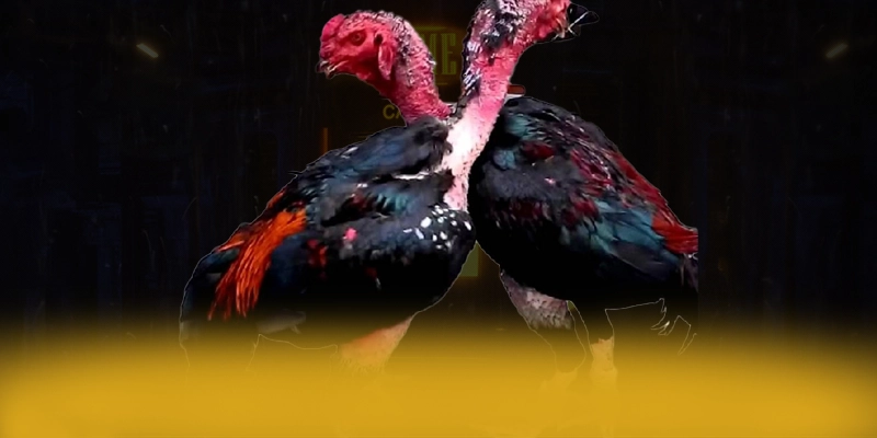 789WIN - Tổng kết giá trị cốt lõi dành cho người chơi.