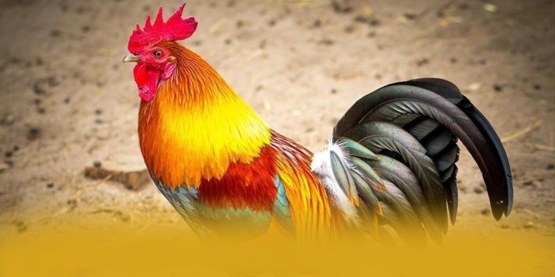 tỷ lệ kèo bóng đá - Nhà cái được yêu thích được người chơi tin tưởng – Tìm hiểu khuyến mãi độc quyền của tỷ lệ kèo bóng đá