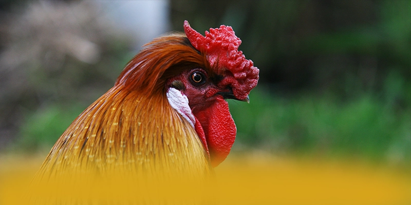 tỷ lệ kèo bóng đá – Cổng game bài được tin dùng, đang làm mưa làm gió trên thị trường.