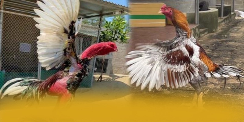 SUNWIN - Nhận định cuối cùng từ cộng đồng game thủ.