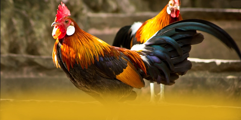 KKWIN - Trang game có độ an toàn vượt trội được người chơi tin dùng – Tìm hiểu về độ tin cậy và bảo mật tại KKWIN