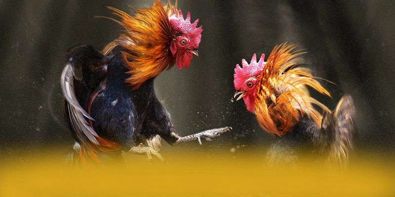 UU88 - Cổng giải trí mượt mà số 1 Việt Nam