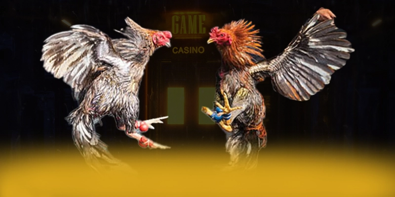 BET365 - San choi dang cap tai Viet Nam