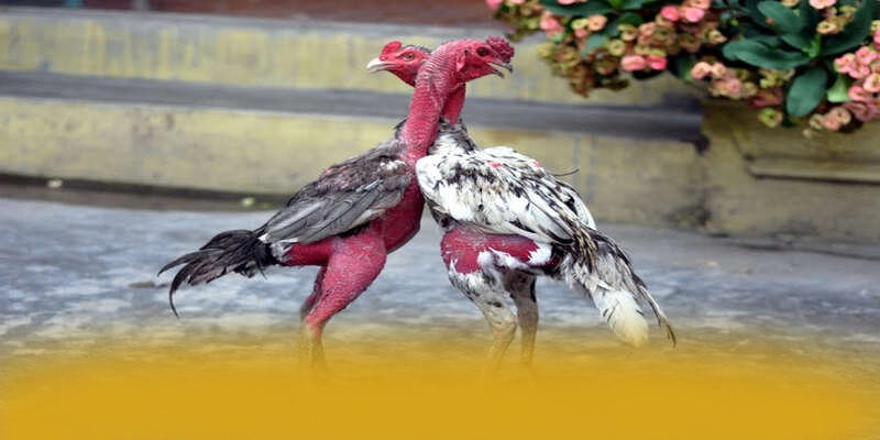 You are currently viewing GOOD88 – Thương hiệu được nhiều người chơi lựa chọn hiện nay